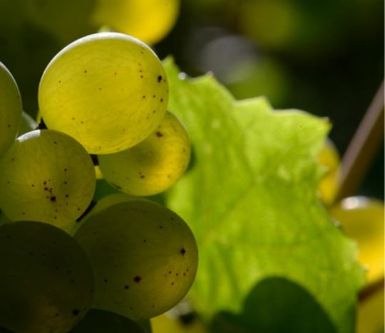 Auxerrois