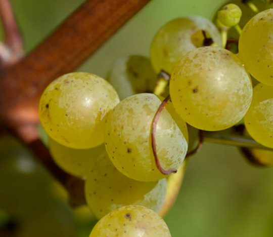 Chardonnay