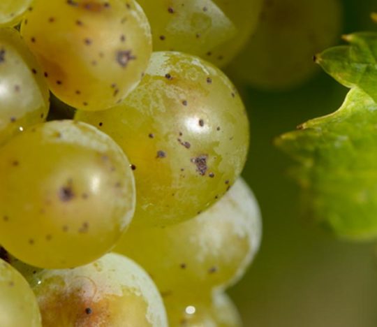 Riesling