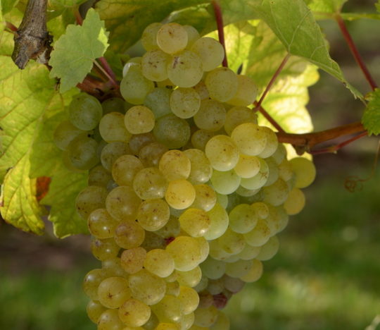 Elbling rosé