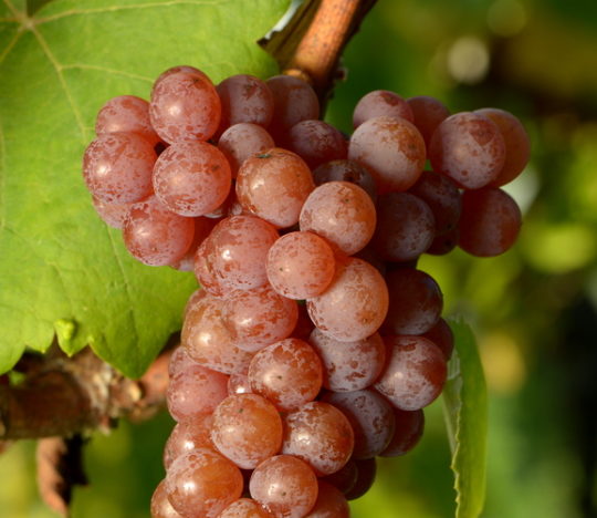 Gewürztraminer