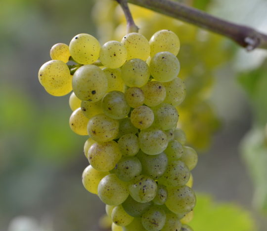 Pinot blanc