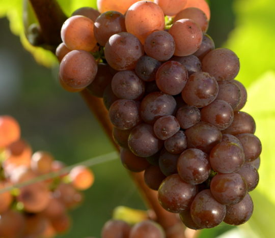 Pinot gris