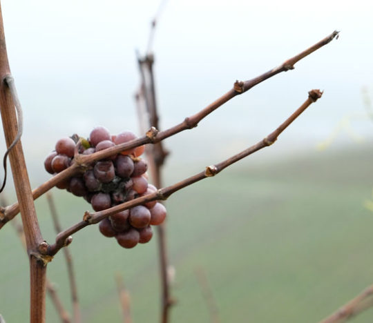 Vendanges Tardives
