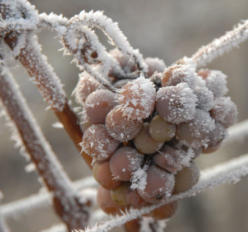 Vin de Glace